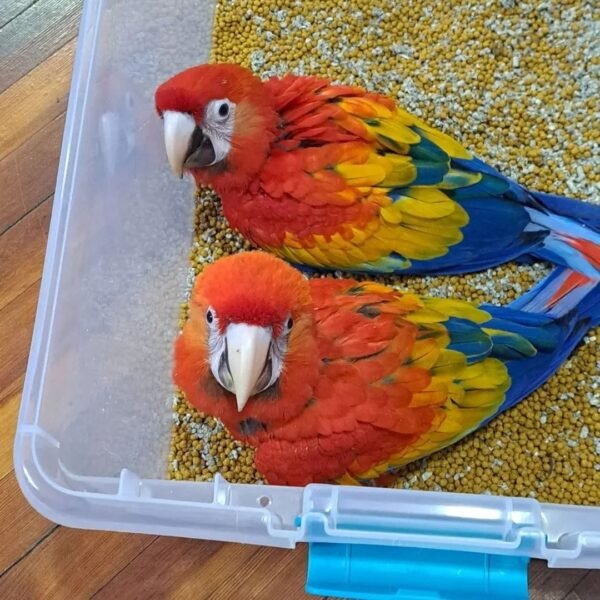 scarlet macaw baby for sale