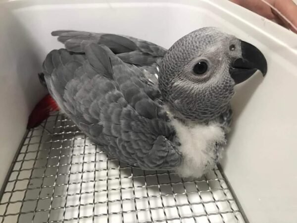 buy african grey parrots for sale