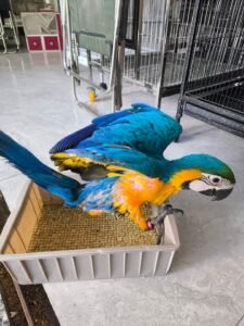 Blue and Gold Macaw for Sale