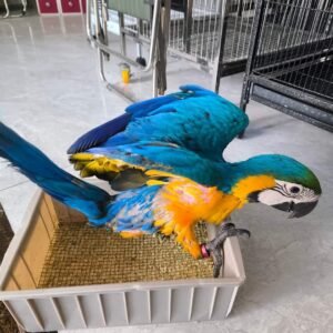 Blue and Gold Macaw for Sale