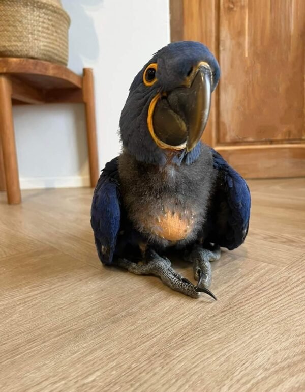 Hyacinth Macaw for Sale online