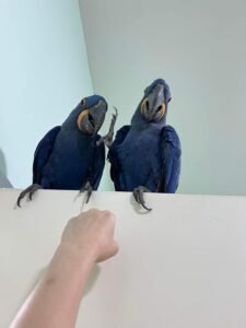 Hyacinth Macaw for Sale