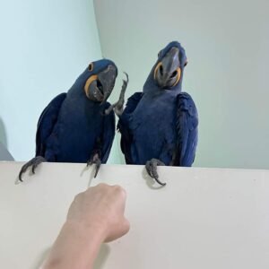 buy hyacinth macaw