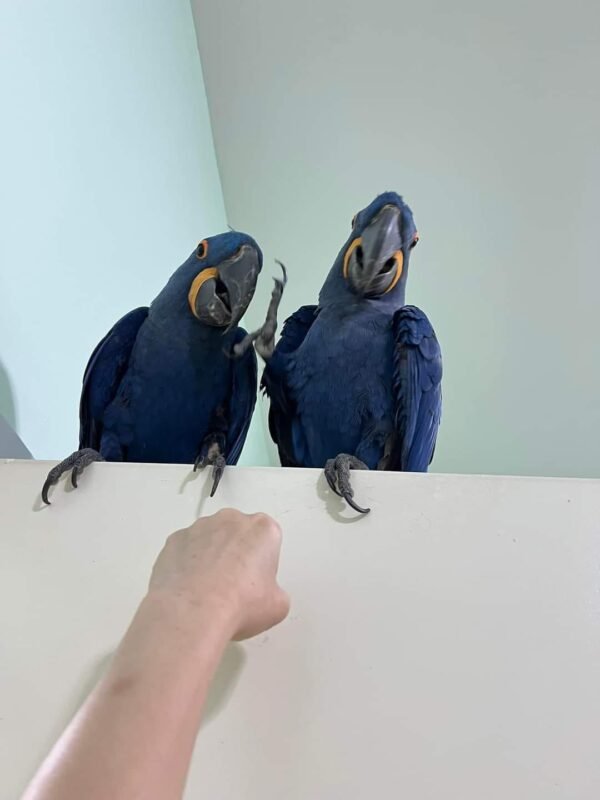 buy hyacinth macaw