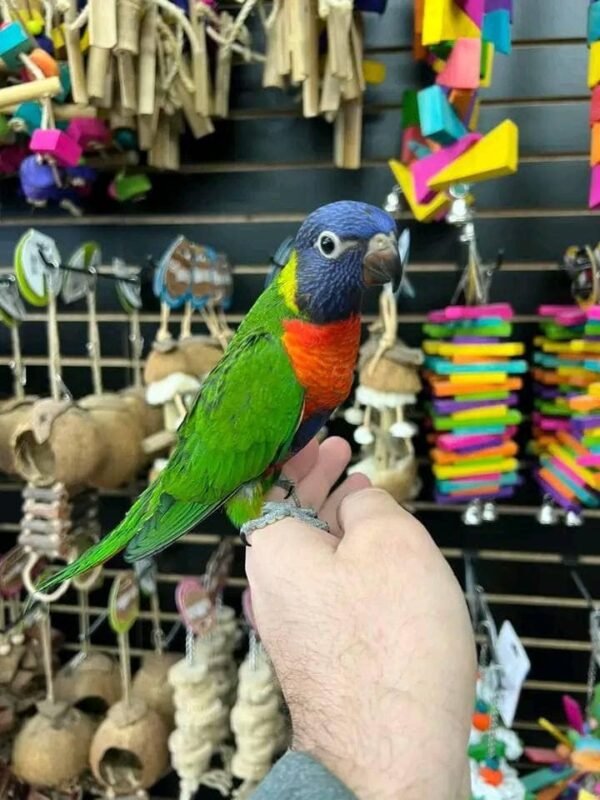 lorikeet for sale