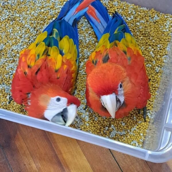 scarlet Macaw for Sale