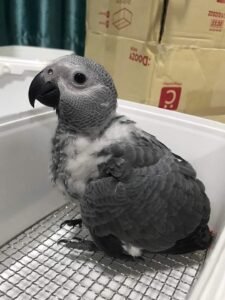 African Grey Parrots for Sale