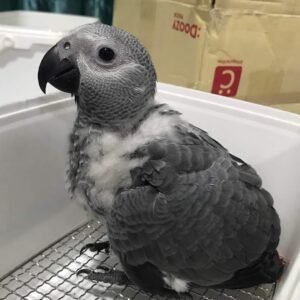 african grey parrots for sale