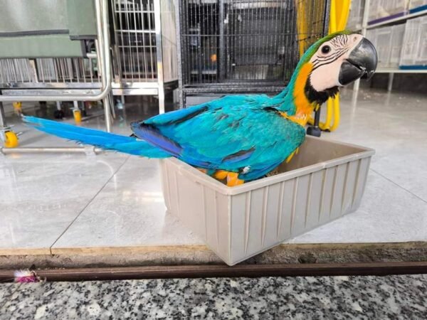 Blue and Gold Macaw for Sale online