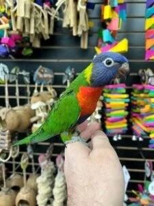 Buy Lorikeet Parrot for sale