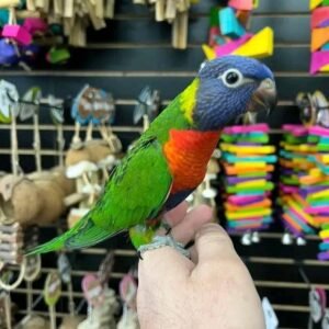 Buy lorikeet for sale