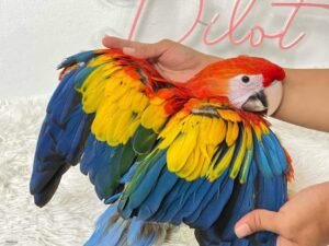 Scarlet Macaw for Sale