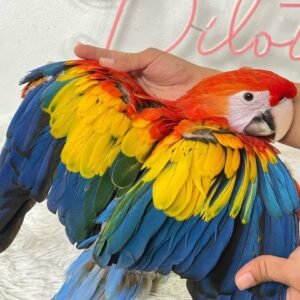 buy scarlet Macaw for Sale